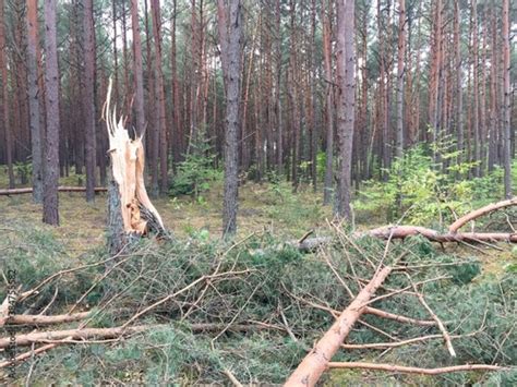 Zdjęcie zniszczeń po trąbie powietrznej (zniszczona stodoła, połamane drzewa)