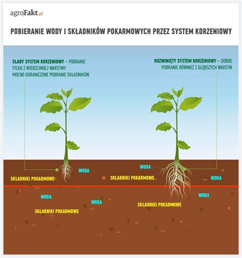 Schemat wertykulacji trawnika: porównanie wpływu na rozwój systemu korzeniowego