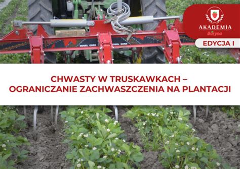 Chwastownik usuwający młode chwasty z pola