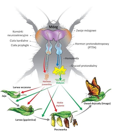 Schemat działania inhibitora wzrostu owadów (IGR)
