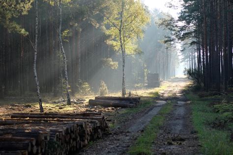 zdjęcie ciągnika Iseki TU150 z przyczepą drewna w lesie