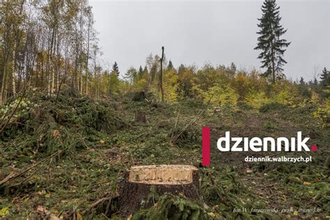 zdjęcie lasu po częściowej wycince z widocznymi pniakami do usunięcia