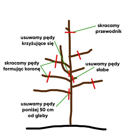 Schemat porównawczy: cięcie wrzecionowe vs rotacyjne (pokazujący czyste cięcie nożycowe kontra szarpanie końcówek trawy)