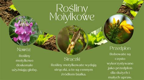 zdjęcie roślin motylkowych wzbogacających glebę