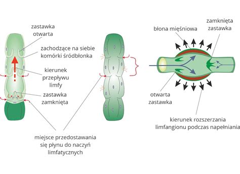 Infografika przedstawiająca schemat działania hydraulicznie sterowanych zastawek i znaczników w siewniku