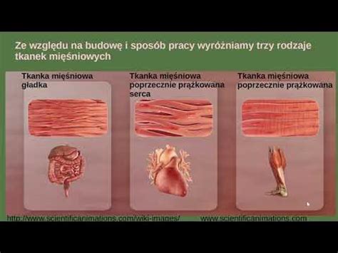 Zdjęcie porównawcze różnych typów łyżek: objętościowych, karbowanych oraz krokodyli