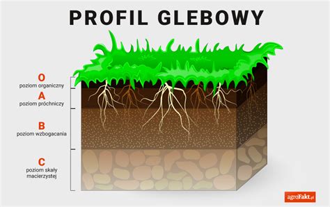 Infografika przedstawiająca test gleby na wilgotność