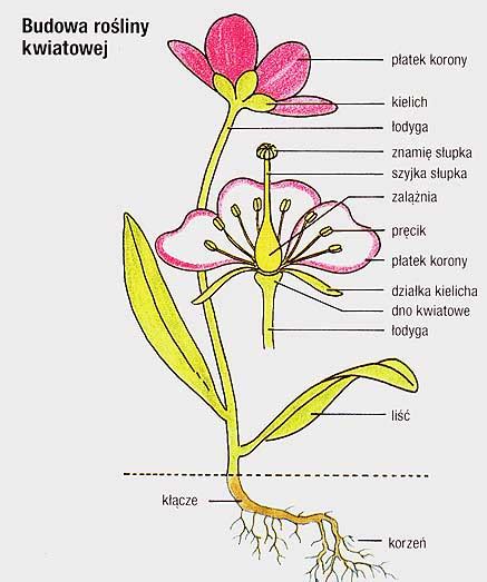 Ilustracja przedstawiająca budowę pługa i jego poszczególne części