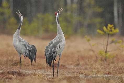 Tematyczne zdjęcie ładowacza obornika typu żuraw w akcji