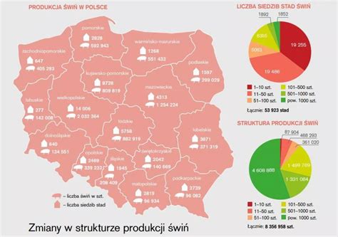 Infografika: Statystyki pogłowia bydła mięsnego w Polsce na przestrzeni lat