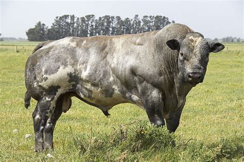 Zdjęcie przedstawiające bydło Belgian Blue w typowym niebiesko-szarym umaszczeniu