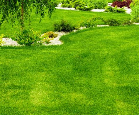 Ilustracja przedstawiająca nierównomiernie zasiany trawnik z pustymi miejscami i kępami.