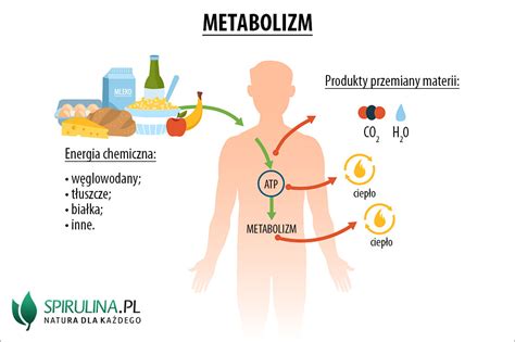 Schemat przedstawiający procesy metaboliczne alkoholu w organizmie