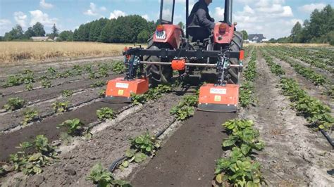 Glebogryzarka międzyrzędowa w akcji na plantacji truskawek