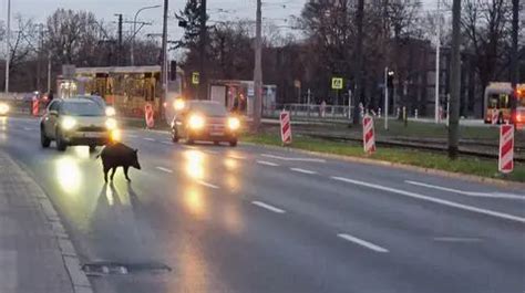 Zdjecie pogladowe traktorka Dzik w akcji