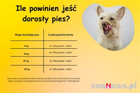 Zadowolony pies z opiekunem, infografika o psiej komunikacji