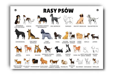 Tabela: Rasy psów cichych i szczekliwych