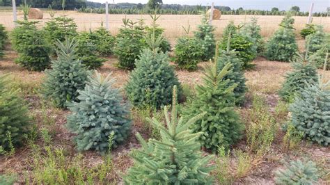 Plantacja choinek z widocznym sprzętem do pielęgnacji