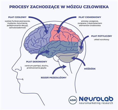 Schemat przedstawiający różnice w zaangażowaniu obszarów mózgu podczas mówienia i czytania
