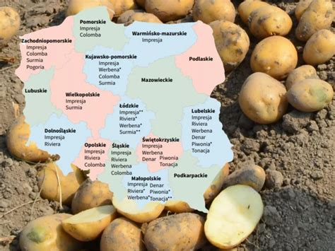 Zdjęcie świeżo zebranych ziemniaków odmiany Euroflora