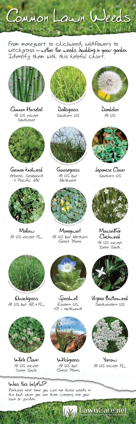 Infographic showing common weeds controlled by Roundup and crops where it can be used