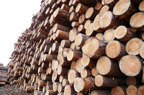 Wózek widłowy transportujący bale drewna w tartaku