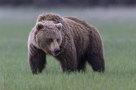 Ilustracja niedźwiedzia grizzly w dziczy