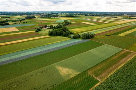 Tematyczne zdjęcie pola uprawnego w Gminie Wisznice z kwitnącymi roślinami