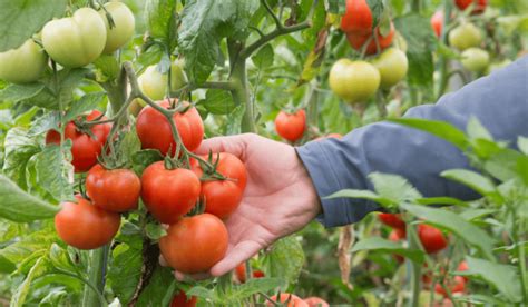 Ogrodnik opryskujący pomidory naturalnym preparatem