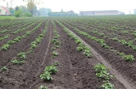System TerraProtect: ochrona przed erozją w uprawie ziemniaków