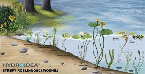 Schemat koszenia roślinności wodnej i mulczowania