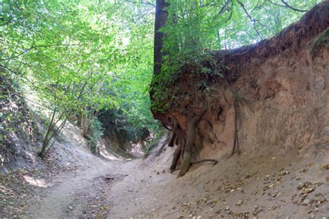 Zdjęcie wąwozu lessowego w Kazimierzu Dolnym