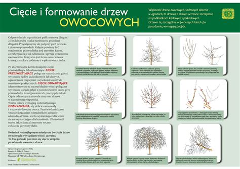 Schemat przycinania krzewów ozdobnych wiosną