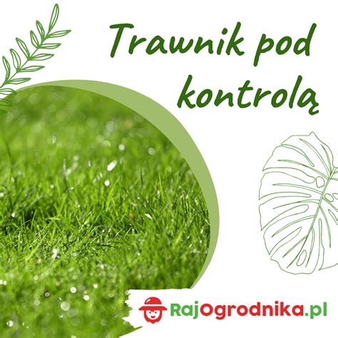 infografika przedstawiająca różnice między wertykulacją (nacinanie darni) a aeracją (nakłuwanie gleby)