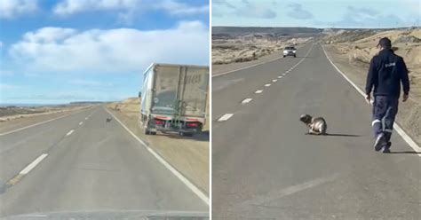 Zdjęcie pociągu drogowego poruszającego się po australijskiej autostradzie