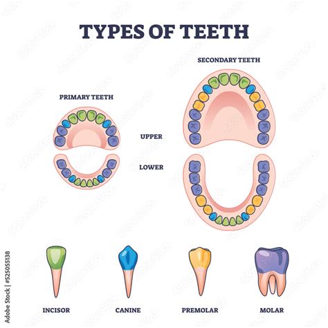 Infographic illustrating different shapes of front loader teeth and their names