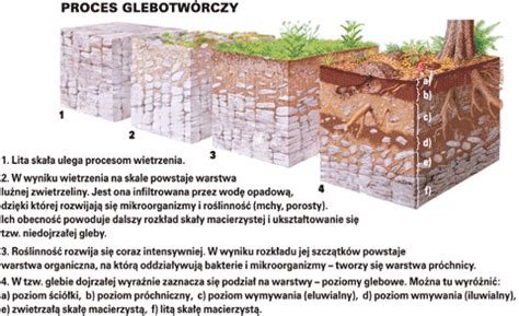 Infografika przedstawiająca etapy przygotowania gleby pod uprawę