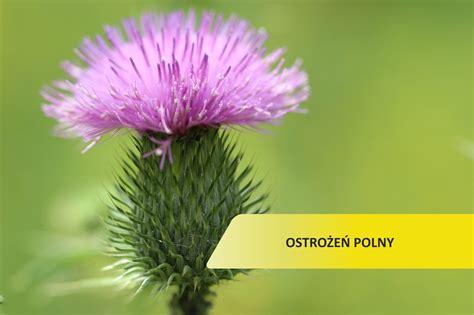 Zblizenie na chwasty takie jak perz i ostrożeń polny