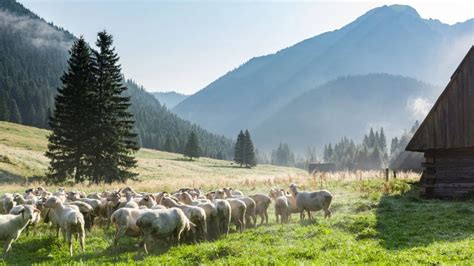 Zdjęcie owiec rasy Walasek pasących się na trawniku w górach