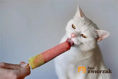 Kot liżący futro z substancjami chemicznymi