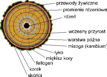 schemat przekroju pnia drzewa z oznaczeniem kory, łyka i kambium