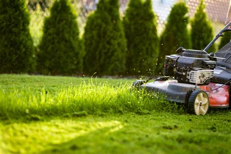 Zdjęcie przedstawiające koszenie trawnika kosiarką elektryczną