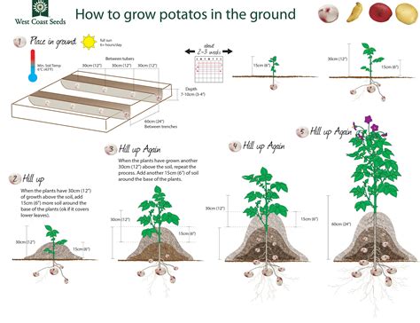 Technical diagram or infographic showing the adjustable parameters of a potato planter, specifically row spacing and in-row plant distance
