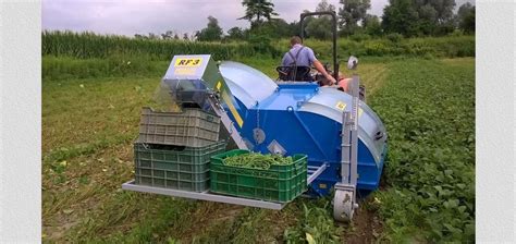 kombajn do zbioru fasoli MR01 VF podczas pracy na polu