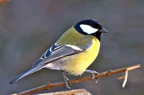 Zdjęcie fibuli harfowatej z Beszowej oraz fibuli z trąbkowatą główką z Chmielowa