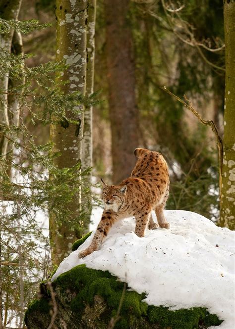 Ryś rudy polujący na małą ofiarę