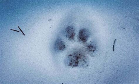 Trop rysia rudego w błocie