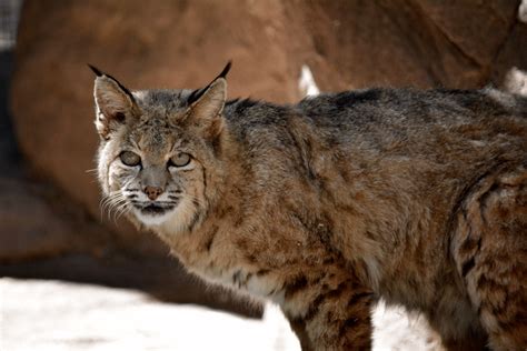 Kot rasy amerykański ryś, prezentujący cechy dzikiego rysia