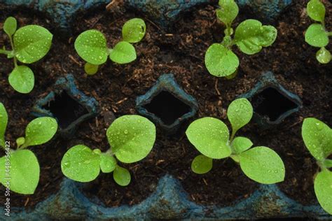 Thematic photo of tobacco seedlings