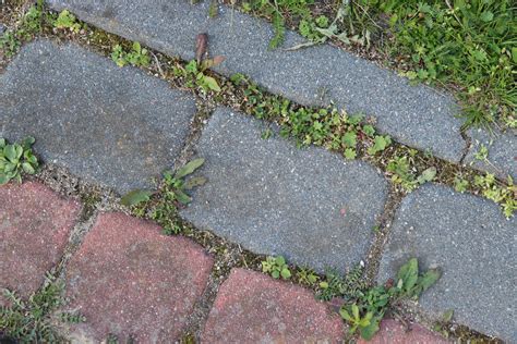 Zadbana kostka brukowa bez mchu i chwastów